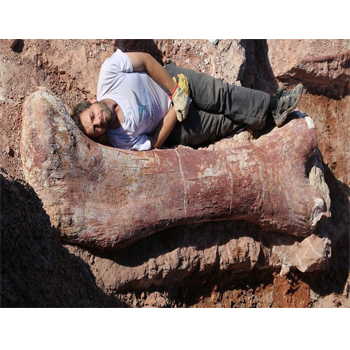 New species of dinosaur is largest animal to have walked the Earth